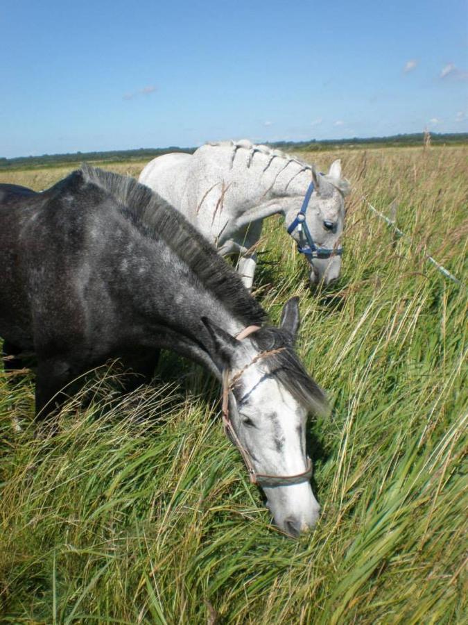 Hotel Sassi Talu Horsefarm Pärnumaa Exterior foto
